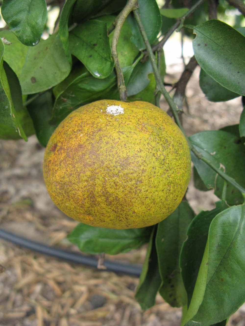            Fruit (Winter Haven, FL)   